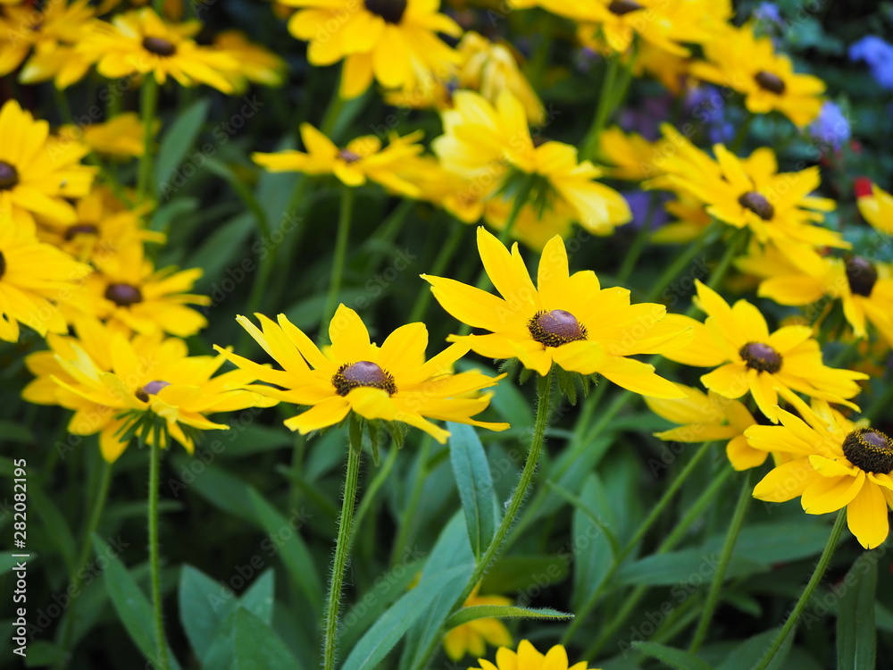 Field of yellow flowers in the garden Field of yellow flowers in the garden