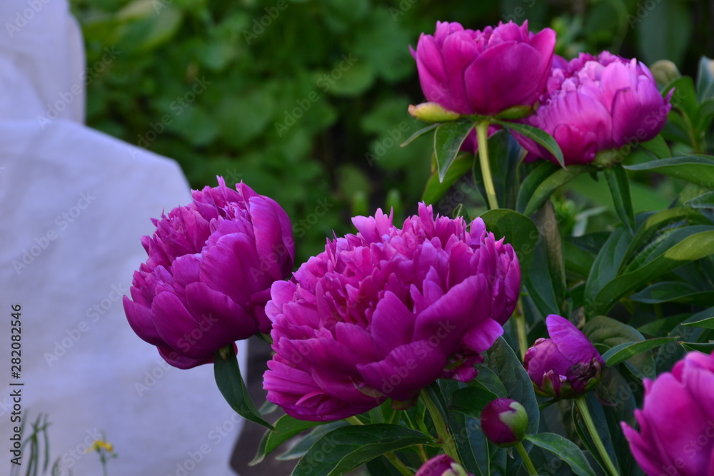 Fototapeta premium pink flowers in the garden