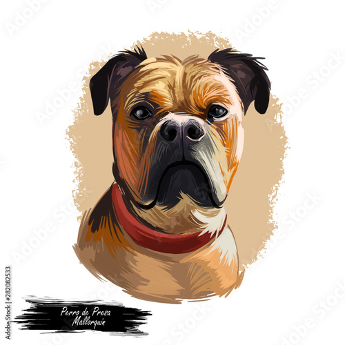 Perro de Presa Mallorquin dog portrait isolated. Digital t-shirt print and puppy cover design, clipart. Mallorquin Mastiff, Perro Dogo, Presa Canario Mallorquin, Majorcan Mastiff, Majorcan Bulldog. photo