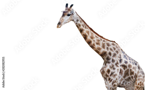 Somali Giraffe, commonly known as Reticulated Giraffe, Giraffa camelopardalis reticulata standing against white background.