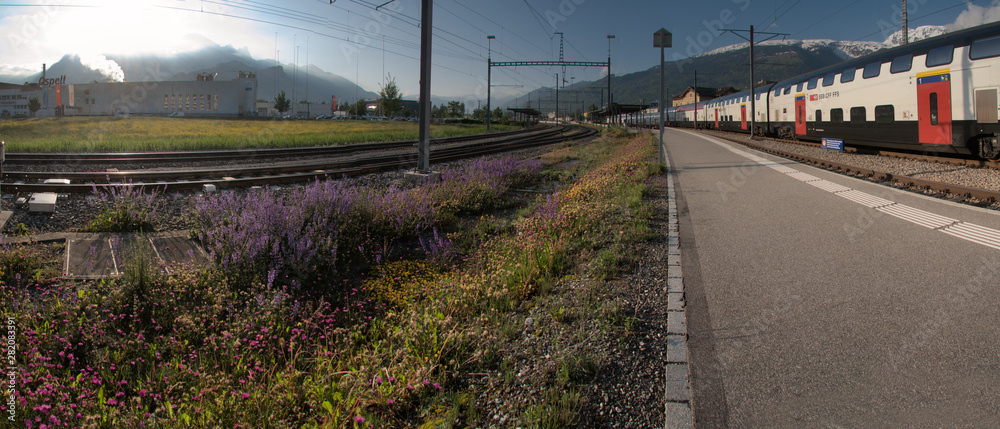 Naklejka premium Wildflowers growing by the platform of Sargans railway station, Switzerland