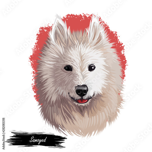 Samoyed dog portrait isolated on white. Digital art illustration of hand drawn dog for web, t-shirt print and puppy food cover design. Bjelkier, Samoiedskaya Sobaka, Nenetskaya Laika, Smiley Sammy. photo