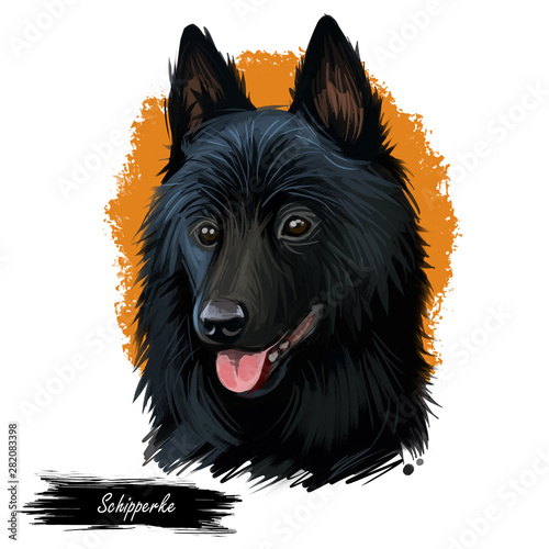 Schipperke dog portrait isolated on white. Digital art illustration of hand drawn web, t-shirt print and puppy food cover design. Spitzke, Spits or Spitske Belgian breed of spitz miniature sheepdog. photo