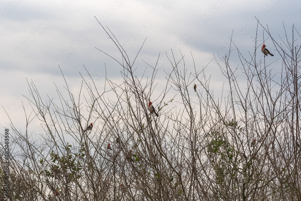 Flock of Paroaria coronata birds landed and in the natural habitat