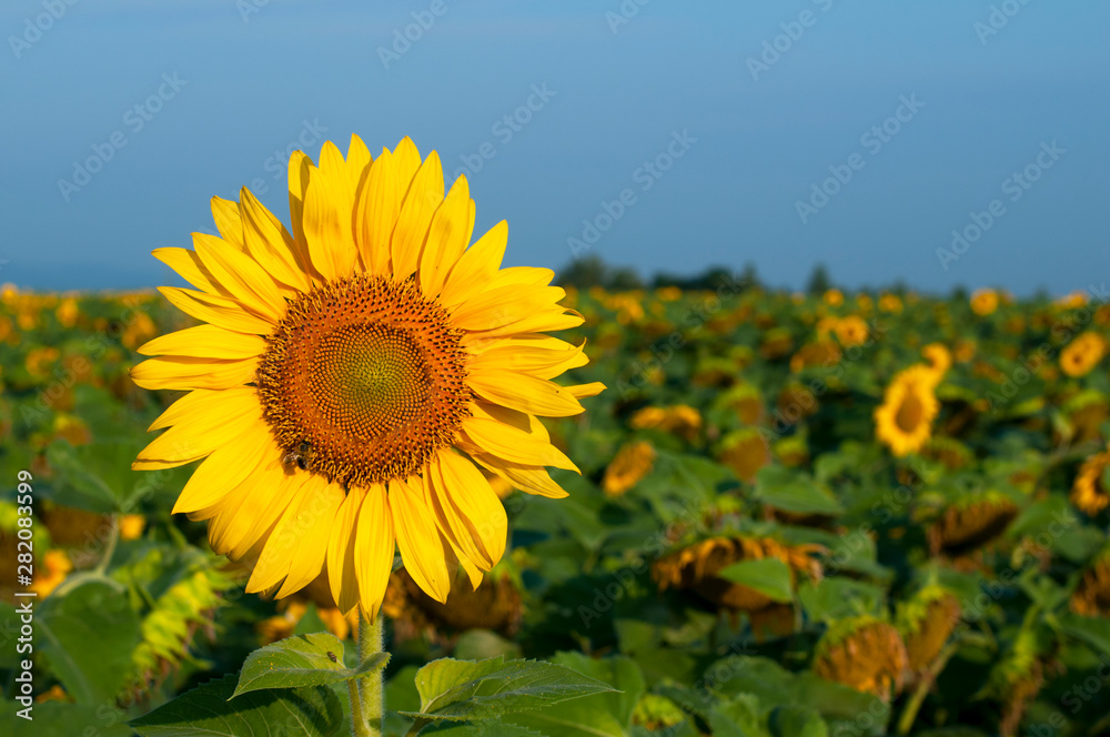 bright sunflowers on a large field on a sunny day