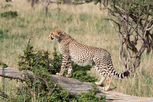 Cheetah on a log