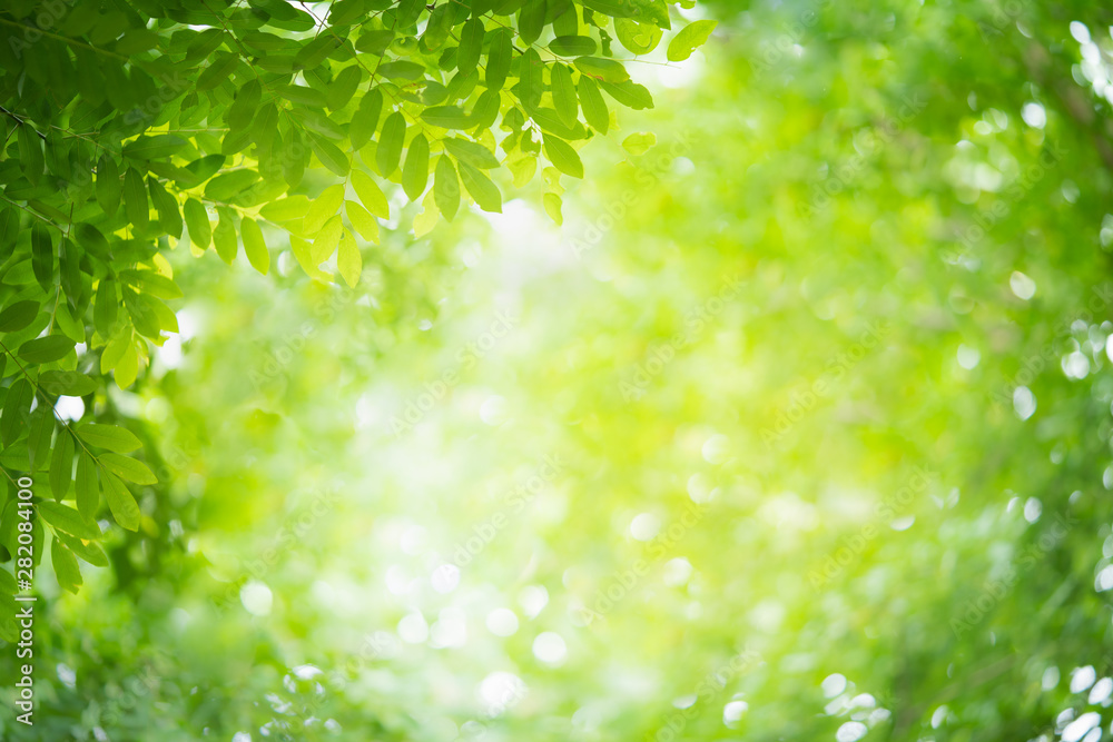 Green leaf with beauty bokeh under sunlight. Green leaf with beauty bokeh under sunlight.