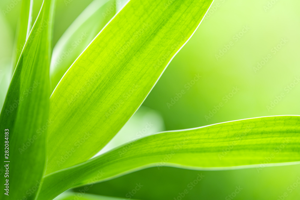 Green leaf textured background.
