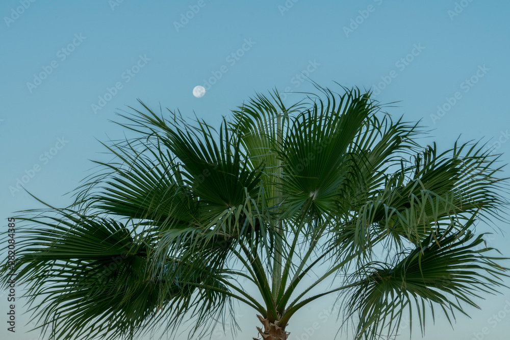 View of the tall palm tree in the rays of the setting sun against the background of trees and the evening sky