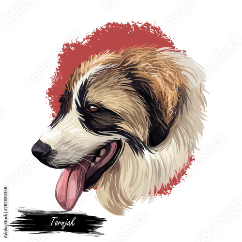 Tornjak or Croatian Shepherd dog breed portrait isolated on white. Digital art illustration, animal watercolor drawing of hand drawn doggy for web. Part colored pet, brown and white, and long coated photo