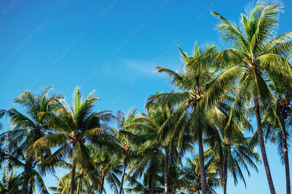 branches of coconut palms under blue sky. summer time