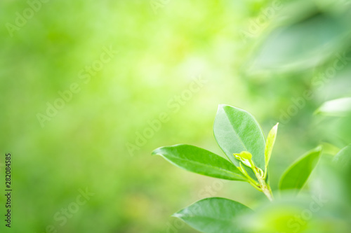 Close up nature view of green leaf in garden under sunlight with copy space. For natural and freshness wallpaper.