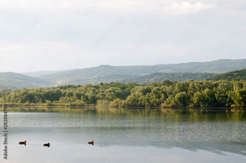 summer lake with ducks and distant mountains in the background