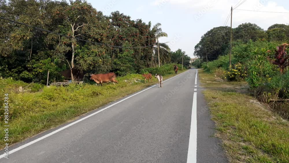A group of cows in the field in Malaysia, south east asia. in palm oil plantation A group of cows in the field in Malaysia, south east asia. in palm oil plantation
