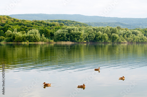 summer lake with ducks and distant mountains in the background