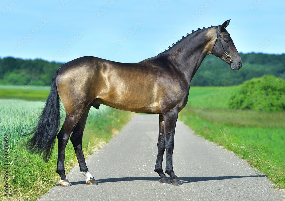 Exterior photo of buckskin akhal teke stallion in a field. Equestrian sports horse.
