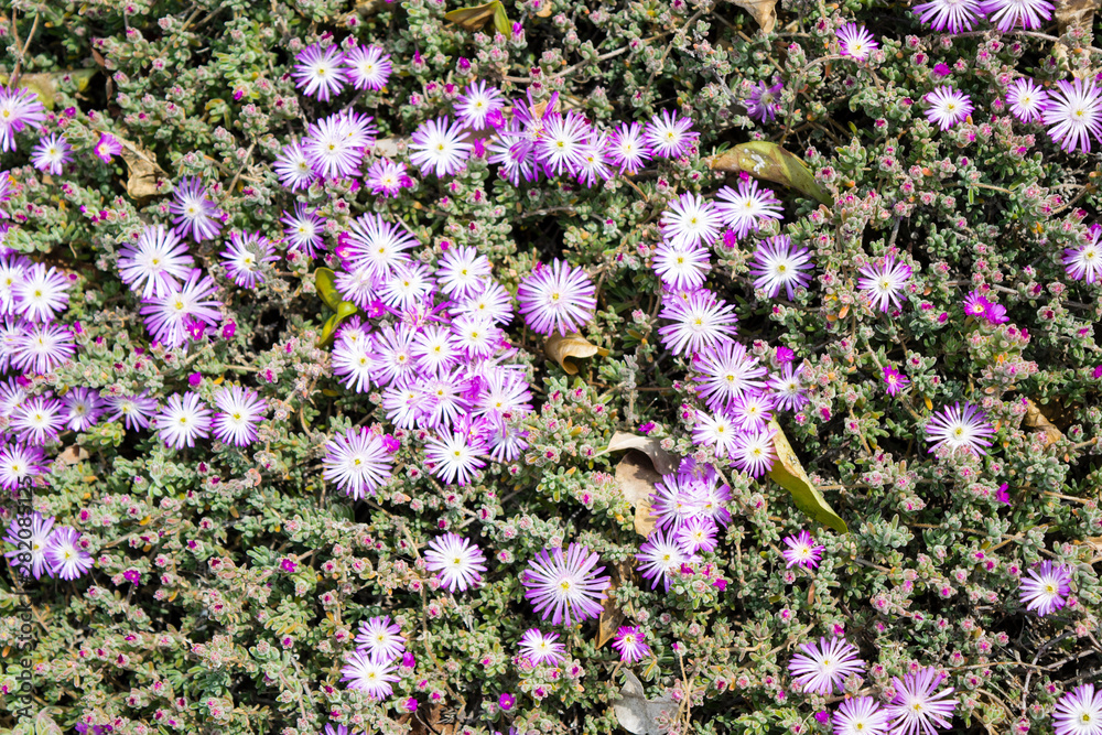 Obraz premium background covered with flowers and green leaves