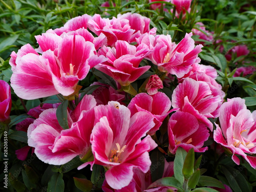 Pink blossoming garden flowers closeup