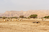 scimitar oryx ostrich