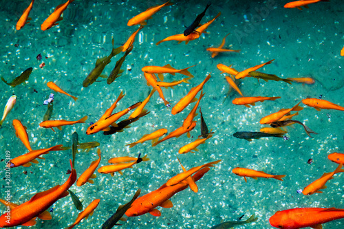 orange fish swimming in blue waters
