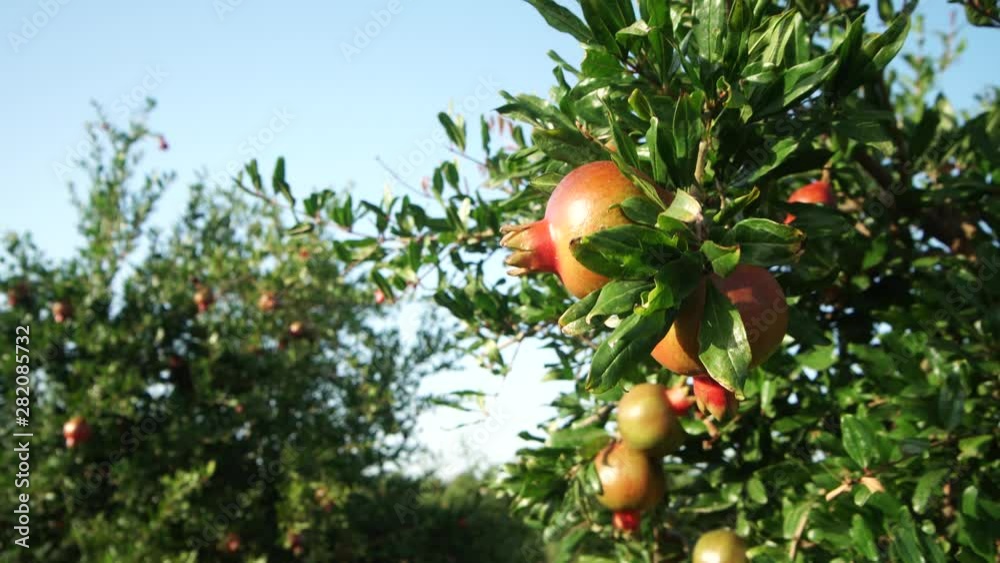Close up: Half-ripe Pomegranate hanging on tree Slight wind moving tree branches Beautiful evening sun Sunset light Close up: Half-ripe Pomegranate hanging on tree Slight wind moving tree branches Beautiful evening sun Sunset light