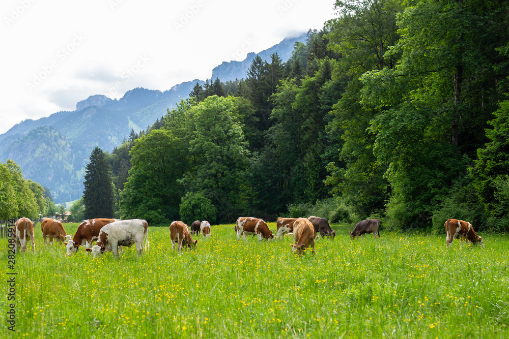 Postcard view. Cows on a green field,grazing on the green grass of a cows farmer, a beautiful cow landscape in the field in the summer over Alps mountains. Free space.