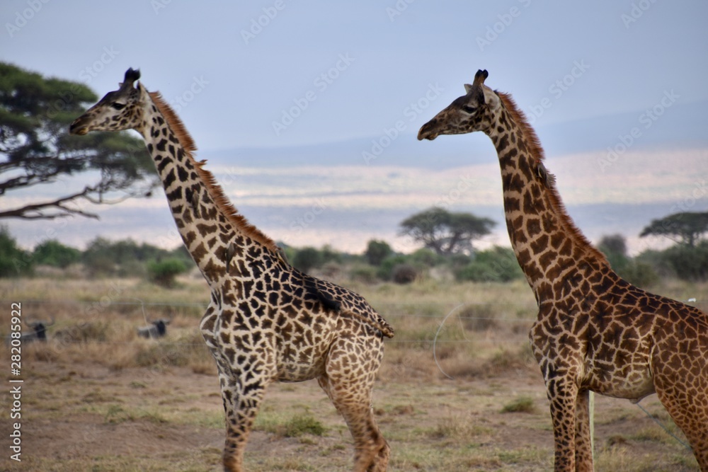 Obraz premium Two Masai Giraffes in Line, Amboseli National Park, Kenya