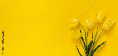 Beautiful flowers composition. Yellow tulips on yellow background. Valentine s Day  Easter  Birthday  Happy Women s Day  Mother s day. Flat lay  top view  copy space  banner