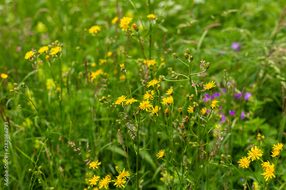 Wild flowers in a meadow in spring or summer time