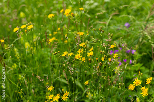 Wild flowers in a meadow in spring or summer time