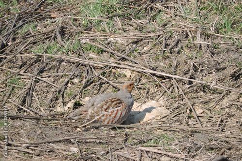 A portrait of a grey partridge on the ground, green grass