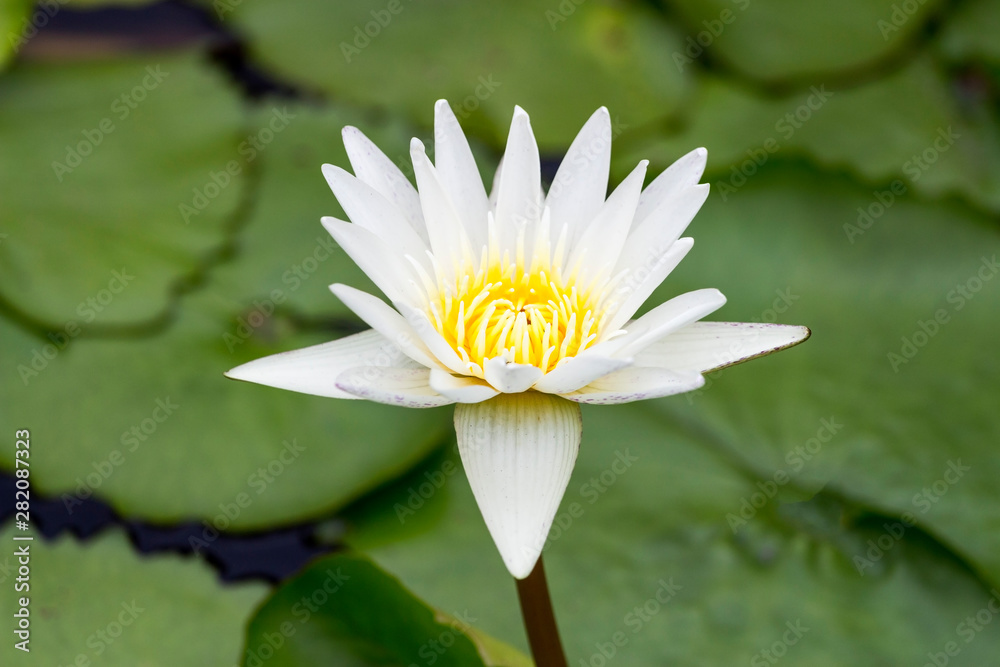 Flower concept; White lotus in the pond Flower concept; White lotus in the pond