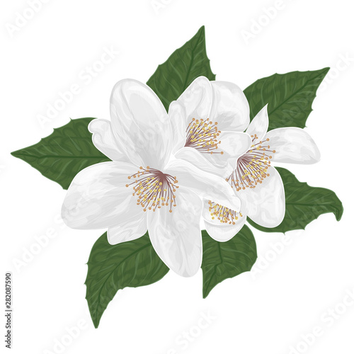 Jasmine flowers is painted in watercolor. Vector illustration.