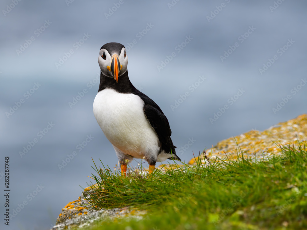 Naklejka premium Atlantic Puffin Standing on Cliff Ledge on Blue Background