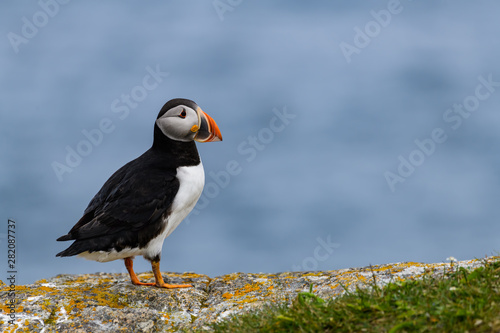 Atlantic Puffin Standing on Cliff Ledge on Blue Background