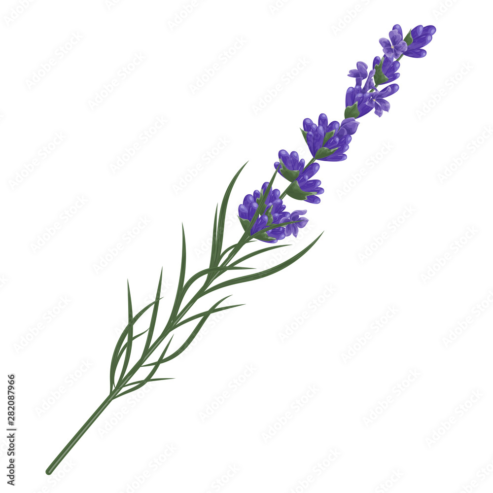 Naklejka premium Lavender flower plant. Watercolor. Vector illustration.