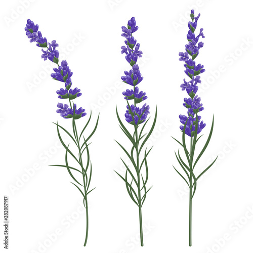 Lavender flower plant. Watercolor. Vector illustration.