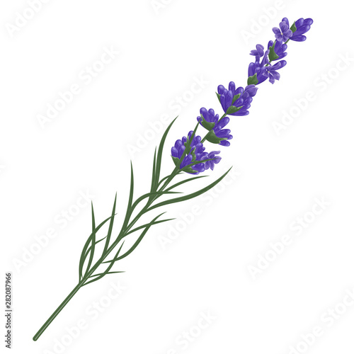Lavender flower plant. Watercolor. Vector illustration.