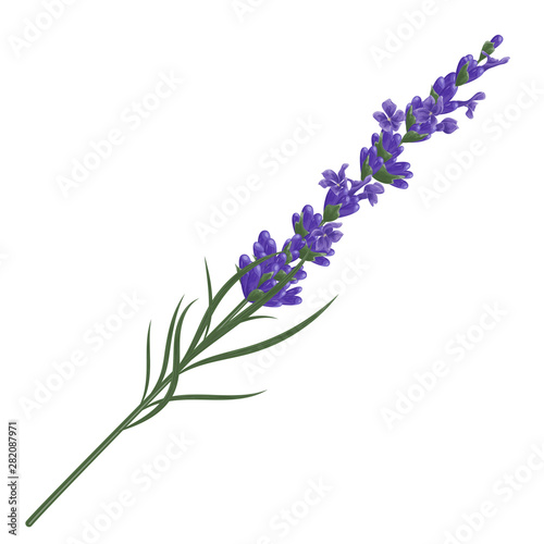 Lavender flower plant. Watercolor. Vector illustration.