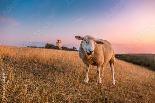 Fototapeta Naklejka Na Ścianę i Meble -  Sheeps in front of the lighthouse Westermarkelsdorf on the island Fehmarn