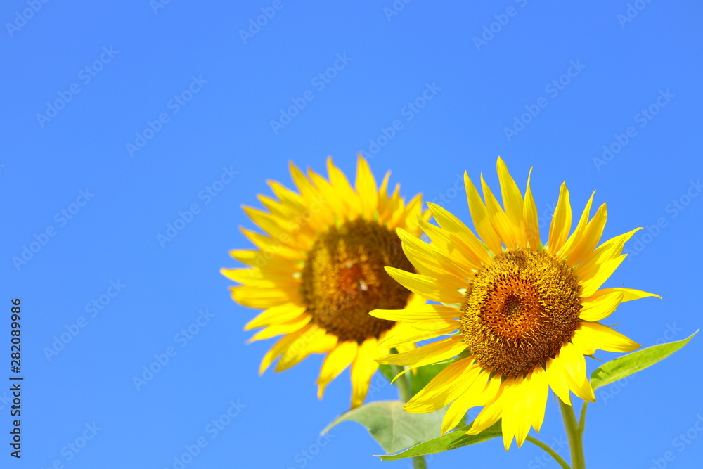 ひまわり 青空