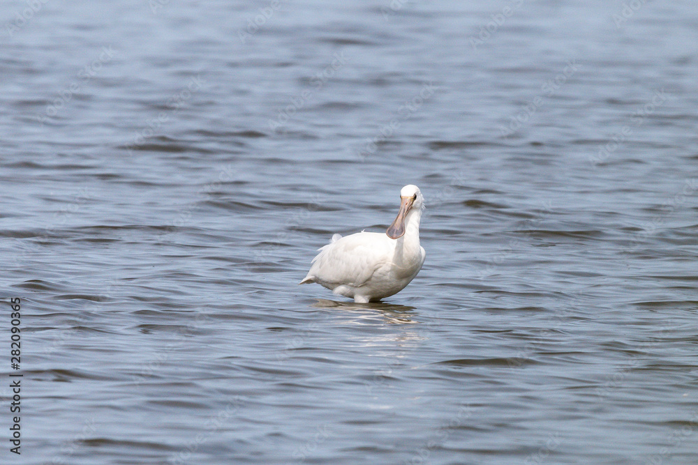 Fototapeta premium Löffler