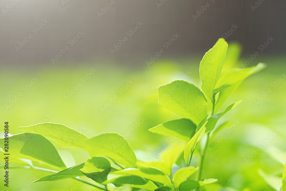 Close up view of green leaf nature background. Fresh green leaf under the sunlight with blurred green background. Ecology, Nature, alternative energy concept. Close up view of green leaf nature background. Fresh green leaf under the sunlight with blurred green background. Ecology, Nature, alternative energy concept.