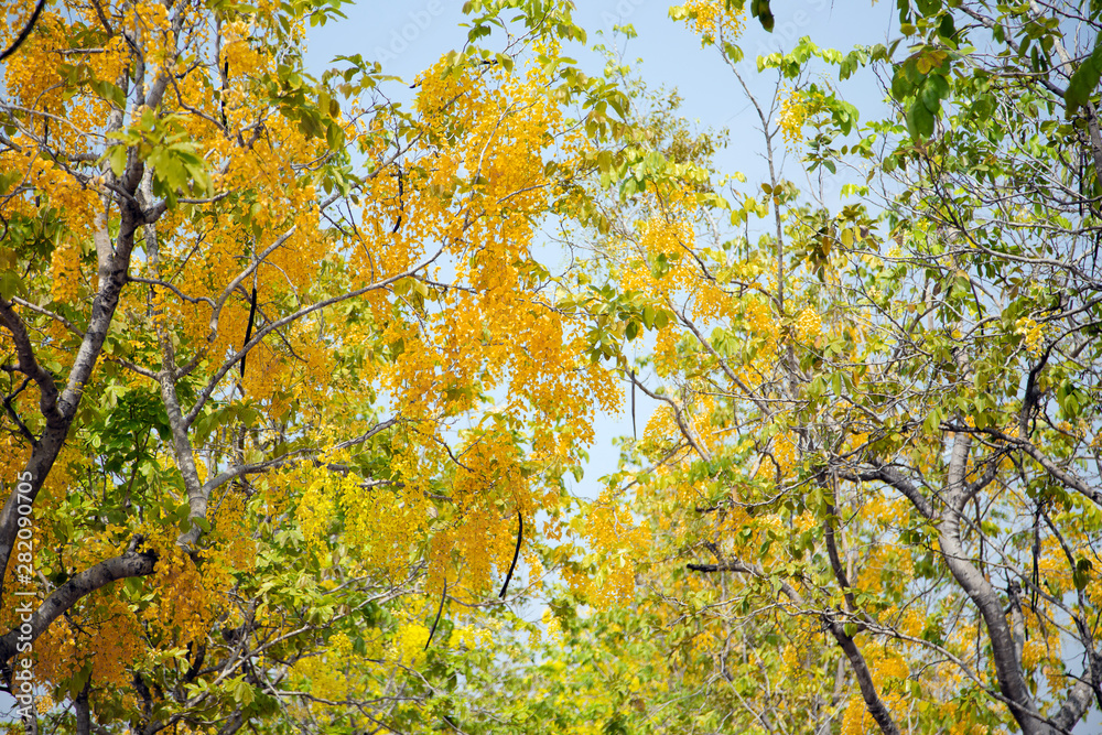 cassia tropical yellow flower tree in autumn cassia tropical yellow flower tree in autumn