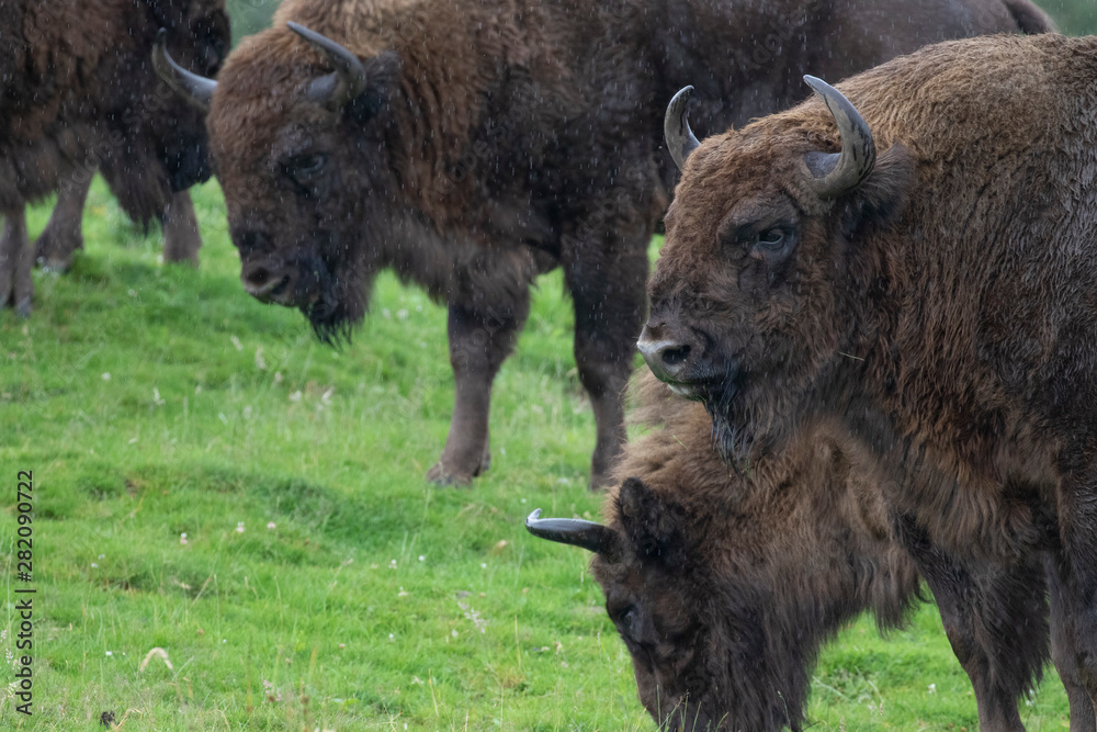 European wood wisent bison, Bison bonasus, close up portrait within a herd/group grazing on grass during a rainy summers day. European wood wisent bison, Bison bonasus, close up portrait within a herd/group grazing on grass during a rainy summers day.