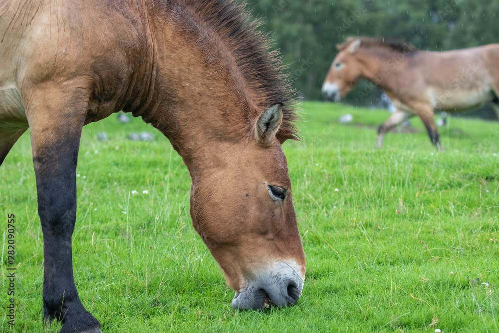 Przewalski's wild horse, Equus ferus przewalskii, close up portrait while grazing on a rainy summers days with herd in background. Przewalski's wild horse, Equus ferus przewalskii, close up portrait while grazing on a rainy summers days with herd in background.