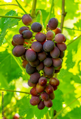 A bunch of red sweet table grapes hanging on a vine illuminated by the bright rays of the sun vineyard