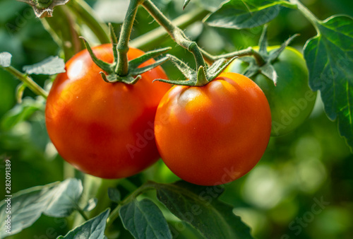 ripe red tomatoes, close-up, hanging on a branch of a Bush tomato