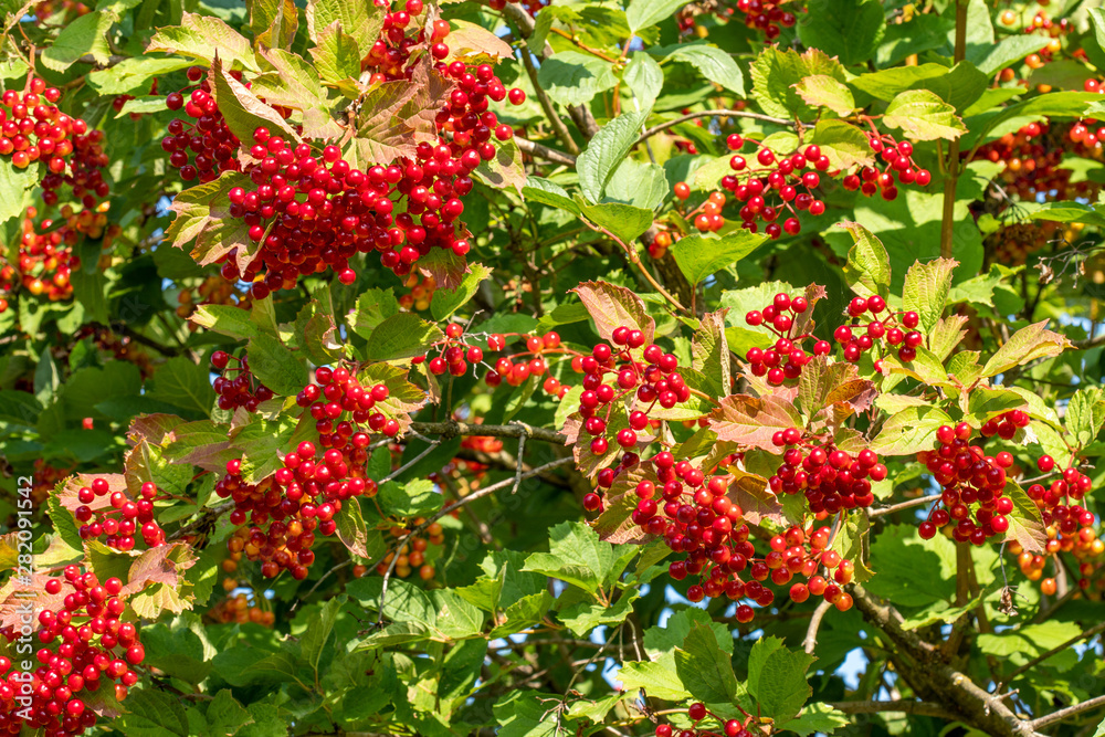 Bunches of red berries of a Guelder rose