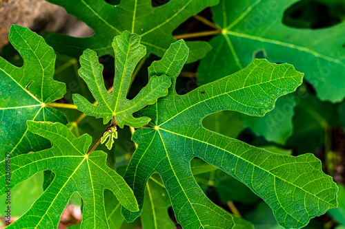 vivid fig leaves,high angle view close-up